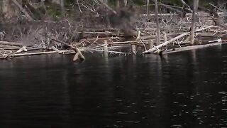 Щука на блесну и морская рыбалка у Сет-Иля в Квебеке