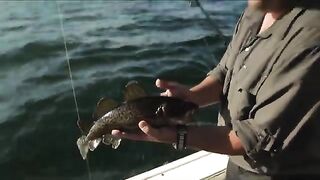 Щука на блесну и морская рыбалка у Сет-Иля в Квебеке