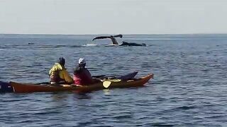 Щука на блесну и морская рыбалка у Сет-Иля в Квебеке