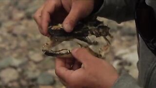 Щука на блесну и морская рыбалка у Сет-Иля в Квебеке