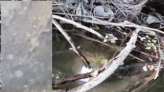 Поиски голавля и встреча с сомом на реке Ибар в Сербии