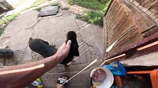 Поиски голавля и встреча с сомом на реке Ибар в Сербии