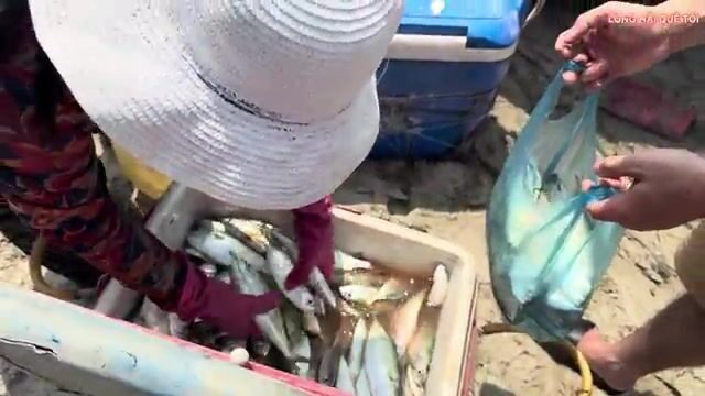Большой улов сельди в Лонгхае: рыбаки возвращаются на круглых лодках и разбирают сети у берега