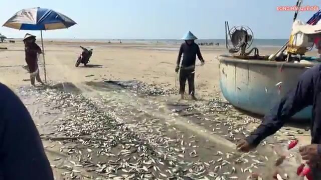Большой улов сельди в Лонгхае: рыбаки возвращаются на круглых лодках и разбирают сети у берега