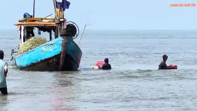 Большой улов сельди в Лонгхае: рыбаки возвращаются на круглых лодках и разбирают сети у берега