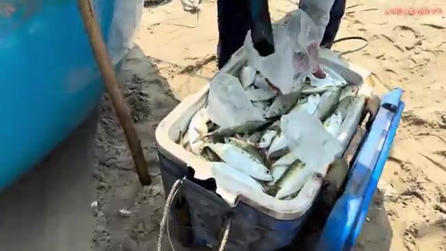 Большой улов сельди в Лонгхае: рыбаки возвращаются на круглых лодках и разбирают сети у берега