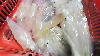 Кальмары у Лонгхая: сильное течение и работа с тяжелым якорем