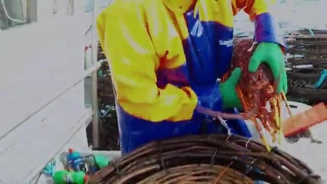 Промысел лангуста у юго-западного берега Тасмании: дождь, живой улов и работа нескольких экипажей