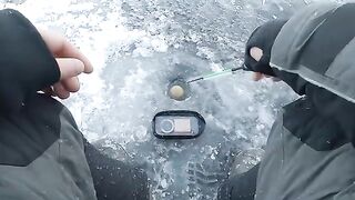 Два крупных сига на первом зимнем выходе по югу Онеги