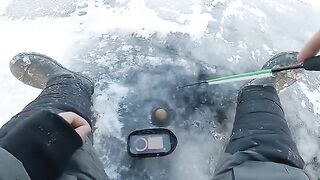 Два крупных сига на первом зимнем выходе по югу Онеги