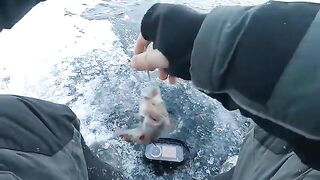 Два крупных сига на первом зимнем выходе по югу Онеги