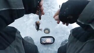 Два крупных сига на первом зимнем выходе по югу Онеги