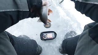 Два крупных сига на первом зимнем выходе по югу Онеги