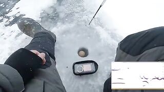 Два крупных сига на первом зимнем выходе по югу Онеги