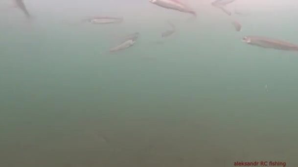 Зимняя рыбалка на корюшку на острове Русский: подводная камера показывает поклевки