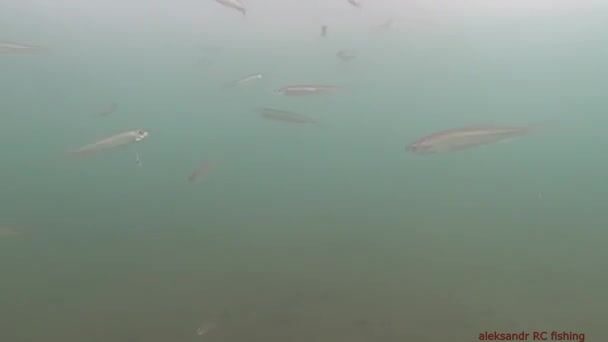 Зимняя рыбалка на корюшку на острове Русский: подводная камера показывает поклевки