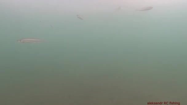 Зимняя рыбалка на корюшку на острове Русский: подводная камера показывает поклевки