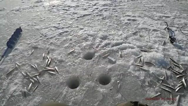 Зимняя рыбалка на корюшку на острове Русский: подводная камера показывает поклевки