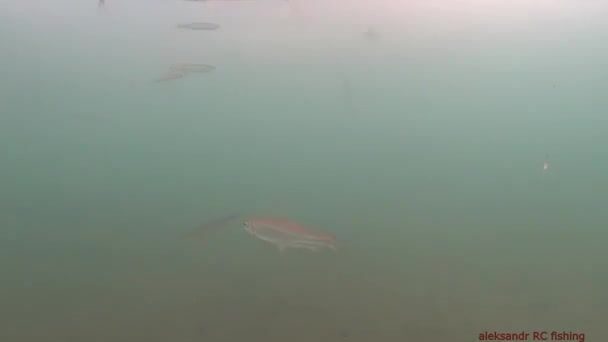 Зимняя рыбалка на корюшку на острове Русский: подводная камера показывает поклевки