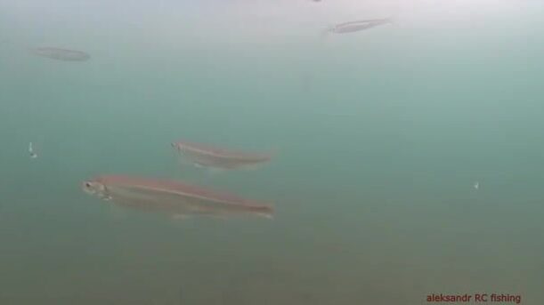 Зимняя рыбалка на корюшку на острове Русский: подводная камера показывает поклевки