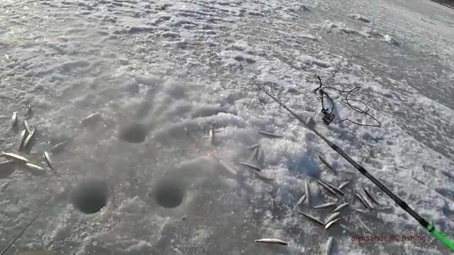 Зимняя рыбалка на корюшку на острове Русский: подводная камера показывает поклевки