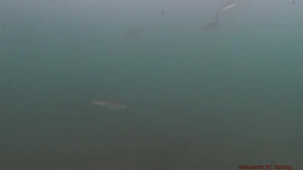 Зимняя рыбалка на корюшку на острове Русский: подводная камера показывает поклевки