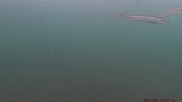 Зимняя рыбалка на корюшку на острове Русский: подводная камера показывает поклевки
