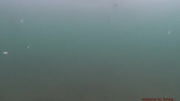 Зимняя рыбалка на корюшку на острове Русский: подводная камера показывает поклевки