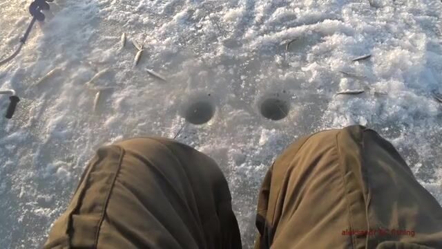 Зимняя рыбалка на корюшку на острове Русский: подводная камера показывает поклевки