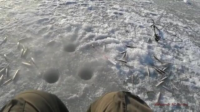 Зимняя рыбалка на корюшку на острове Русский: подводная камера показывает поклевки