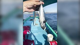 Ранний выход из Куинёна: сначала макрель, потом ловля на креветку