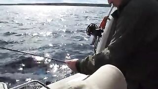 Сильная рыба у борта: вываживание на Онежском озере