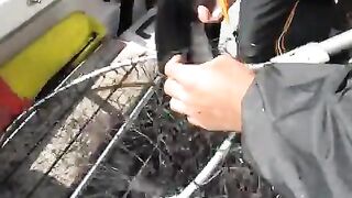 Сильная рыба у борта: вываживание на Онежском озере
