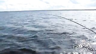 Сильная рыба у борта: вываживание на Онежском озере