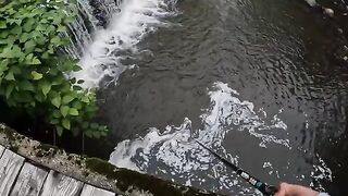 Два дня на румынском ручье и девять пойманных форелей