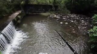 Два дня на румынском ручье и девять пойманных форелей