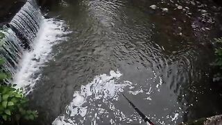 Два дня на румынском ручье и девять пойманных форелей