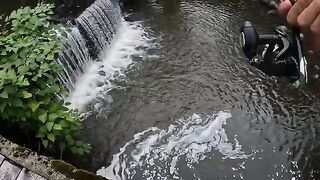 Два дня на румынском ручье и девять пойманных форелей