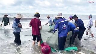 Ночная сеть у Лонгхая и домашний ужин из свежего анчоуса