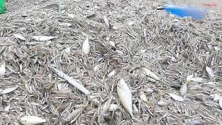 Ночная сеть у Лонгхая и домашний ужин из свежего анчоуса