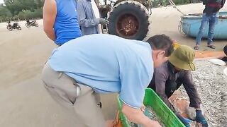 Ночная сеть у Лонгхая и домашний ужин из свежего анчоуса