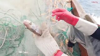 Ночная сеть у Лонгхая и домашний ужин из свежего анчоуса