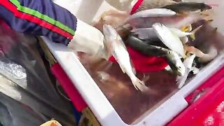 Ночная сеть у Лонгхая и домашний ужин из свежего анчоуса