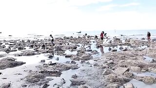 Семейный сбор морепродуктов на мелководье Лонгхая