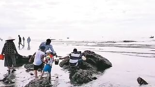 Семейный сбор морепродуктов на мелководье Лонгхая