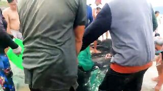Микхе, Дананг: как вытаскивают сеть с рыбой на пляж