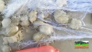 Ночная сеть и поиск морских обитателей у Хочама