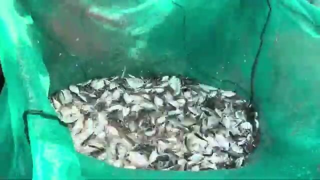 Как рыбаки вытягивают невод на пляже Микхе в Дананге: улов у берега Вьетнама