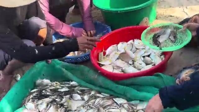 Как рыбаки вытягивают невод на пляже Микхе в Дананге: улов у берега Вьетнама
