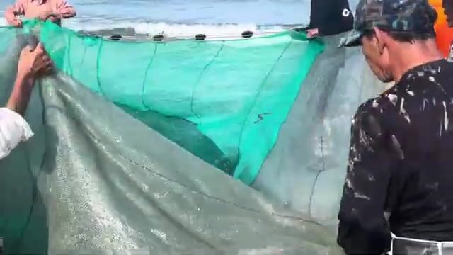 Как рыбаки вытягивают невод на пляже Микхе в Дананге: улов у берега Вьетнама